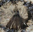 Polished Petrified Pine Cone (Araucaria) Slice - Jurassic #61241-1